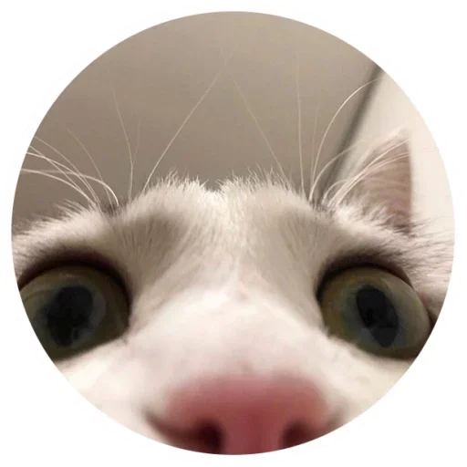 😽 Стикер «Nice Cats» для Telegram