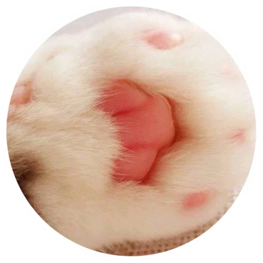 😻 Стикер «Nice Cats» для Telegram