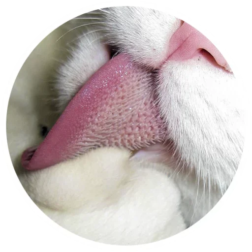 😋 Стикер «Nice Cats» для Telegram