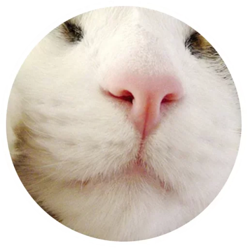 😽 Стикер «Nice Cats» для Telegram