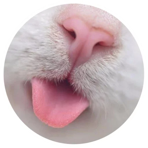 ❤ Стикер «Nice Cats» для Telegram