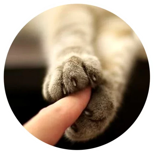 😺 Стикер «Nice Cats» для Telegram