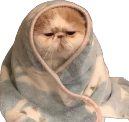 ☹️ Стикер «catss» для Telegram