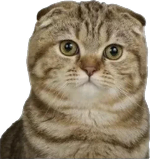 😐 Стикер «catss» для Telegram