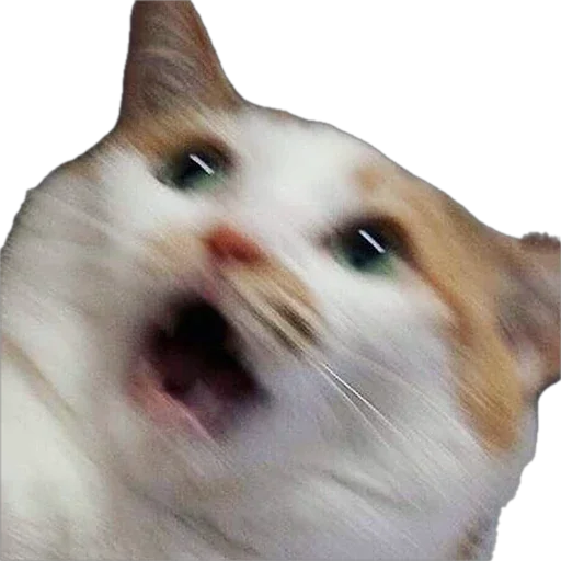 😮 Стикер «catss» для Telegram