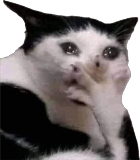 😭 Стикер «catss» для Telegram