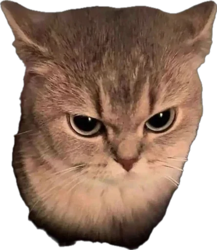 😡 Стикер «catss» для Telegram