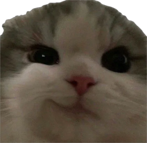 😏 Стикер «catss» для Telegram