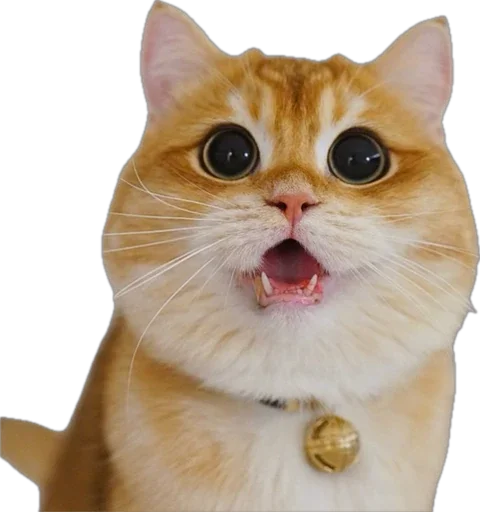 😮 Стикер «catss» для Telegram