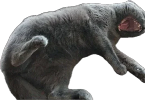 🥱 Стикер «catss» для Telegram