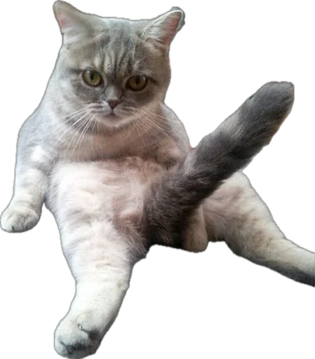 🙃 Стикер «catss» для Telegram