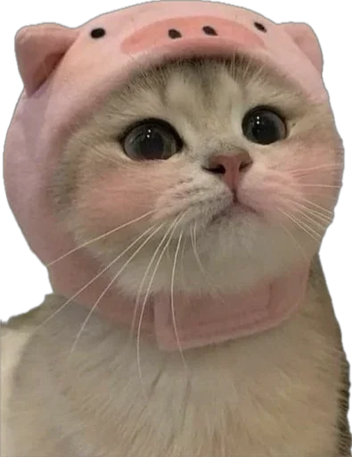 ☺️ Стикер «catss» для Telegram