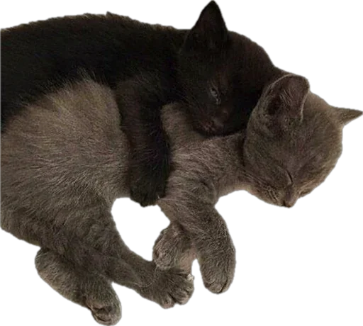 💞 Стикер «catss» для Telegram