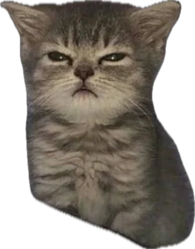 😴 Стикер «catss» для Telegram
