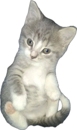 😊 Стикер «catss» для Telegram