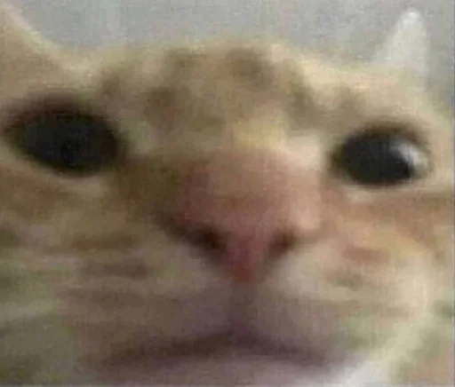 🐈‍⬛️ Стикер «котики для котят» для Telegram