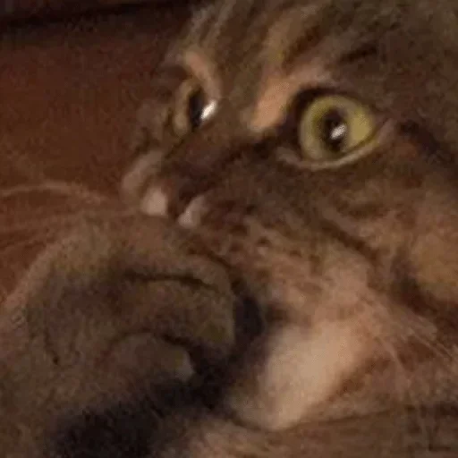 🐈‍⬛️ Стикер «котики для котят» для Telegram