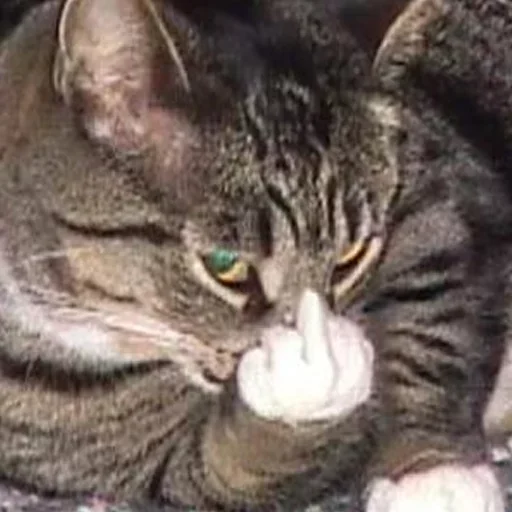 🐈‍⬛️ Стикер «котики для котят» для Telegram