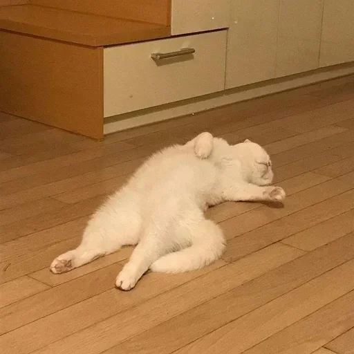🐈‍⬛️ Стикер «котики для котят» для Telegram