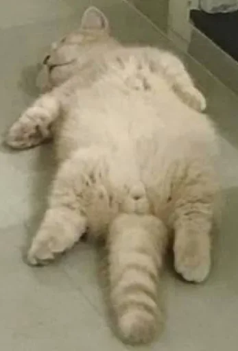 🐈‍⬛️ Стикер «котики для котят» для Telegram