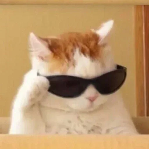 🐈‍⬛️ Стикер «котики для котят» для Telegram