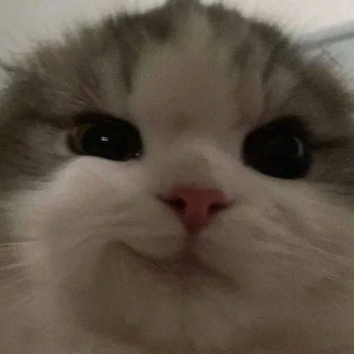 🐈‍⬛️ Стикер «котики для котят» для Telegram
