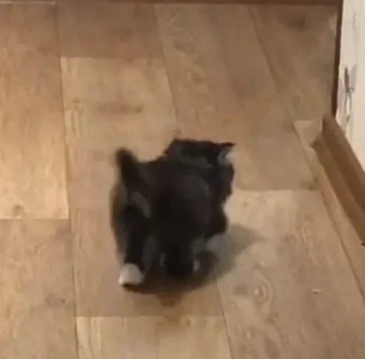 🐈‍⬛️ Стикер «котики для котят» для Telegram