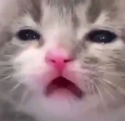 🐈‍⬛️ Стикер «котики для котят» для Telegram