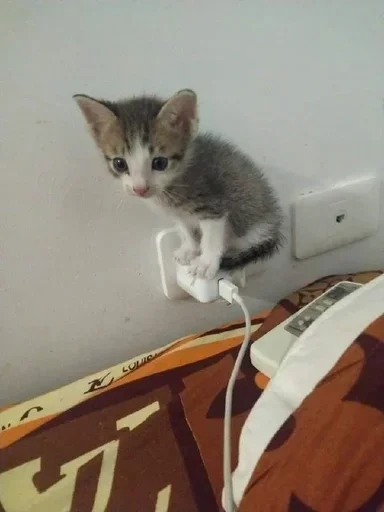 🐈‍⬛️ Стикер «котики для котят» для Telegram