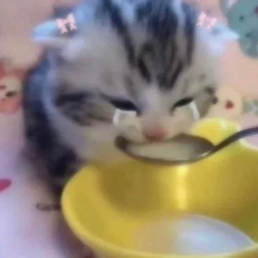 🐈‍⬛️ Стикер «котики для котят» для Telegram