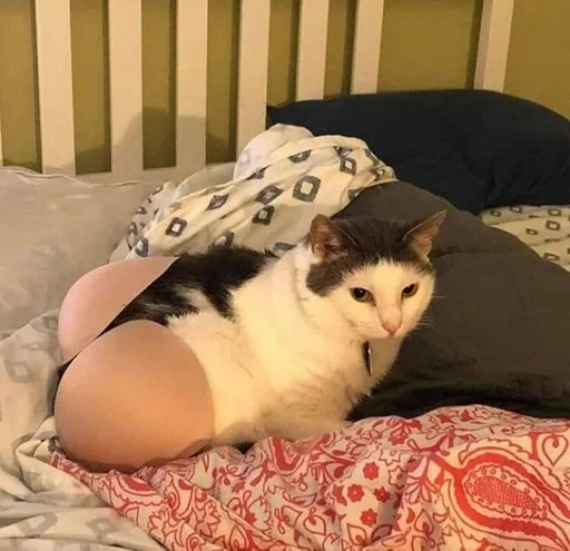 🐈‍⬛️ Стикер «котики для котят» для Telegram