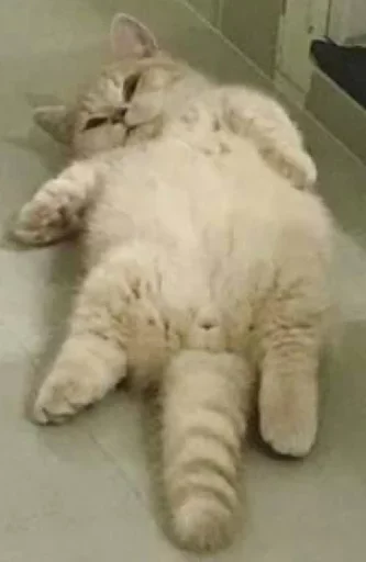 🐈‍⬛️ Стикер «котики для котят» для Telegram