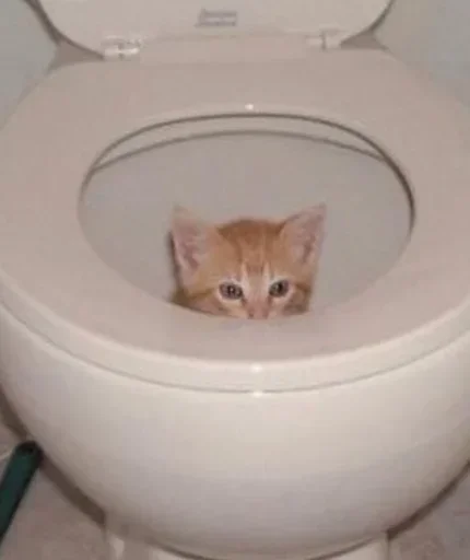 🐈‍⬛️ Стикер «котики для котят» для Telegram
