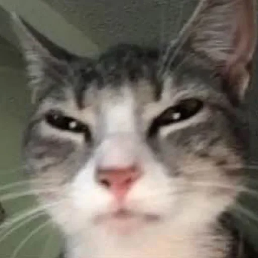 🐈‍⬛️ Стикер «котики для котят» для Telegram