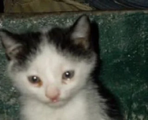 🐈‍⬛️ Стикер «котики для котят» для Telegram