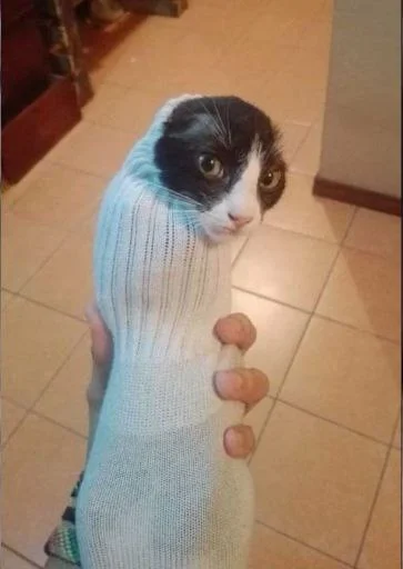 🐈‍⬛️ Стикер «котики для котят» для Telegram