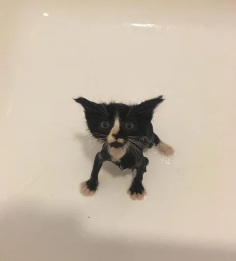 🐈‍⬛️ Стикер «котики для котят» для Telegram