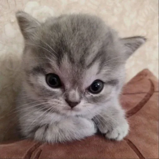🐈‍⬛️ Стикер «котики для котят» для Telegram