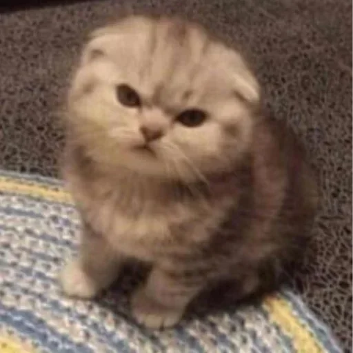 🐈‍⬛️ Стикер «котики для котят» для Telegram