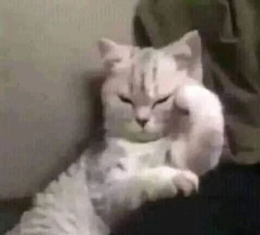 🐈‍⬛️ Стикер «котики для котят» для Telegram