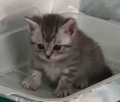 🐈‍⬛️ Стикер «котики для котят» для Telegram