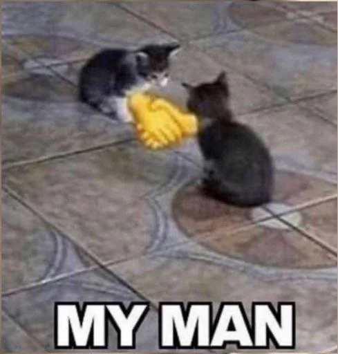 🐈‍⬛️ Стикер «котики для котят» для Telegram