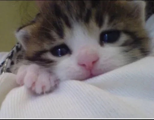 🐈‍⬛️ Стикер «котики для котят» для Telegram