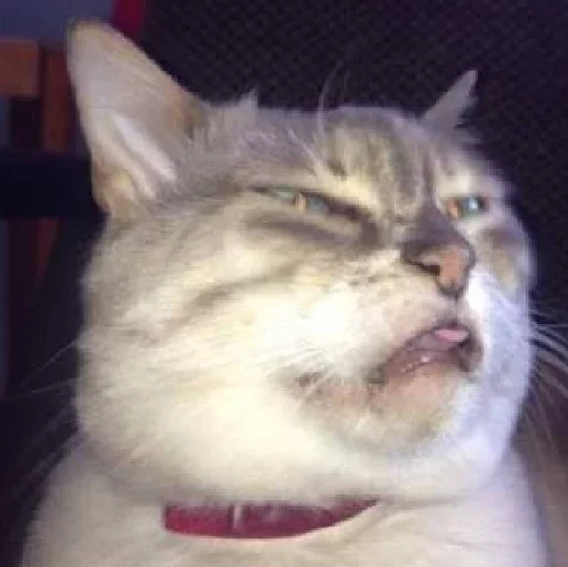 🐈‍⬛️ Стикер «котики для котят» для Telegram