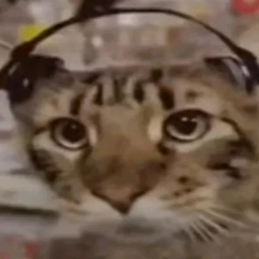 🐈‍⬛️ Стикер «котики для котят» для Telegram