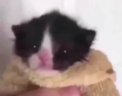 🐈‍⬛️ Стикер «котики для котят» для Telegram