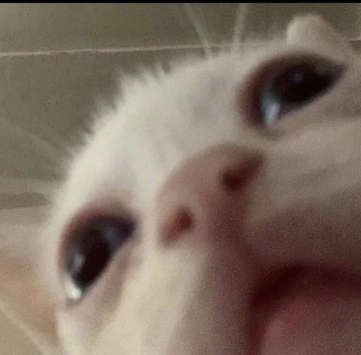 🐈‍⬛️ Стикер «котики для котят» для Telegram