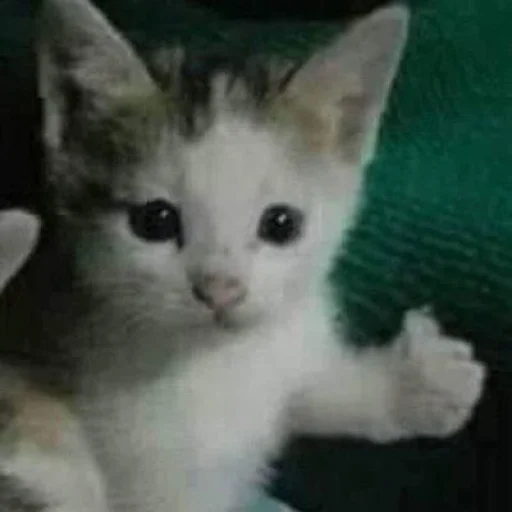🐈‍⬛️ Стикер «котики для котят» для Telegram