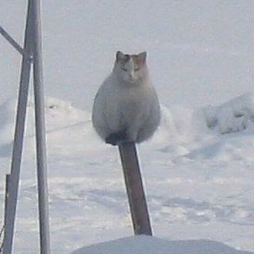 🐈‍⬛️ Стикер «котики для котят» для Telegram