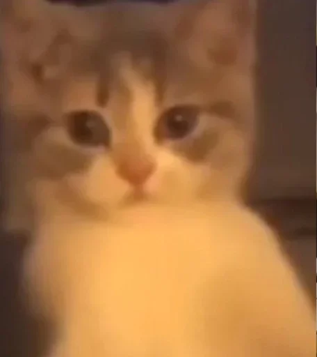 🐈‍⬛️ Стикер «котики для котят» для Telegram